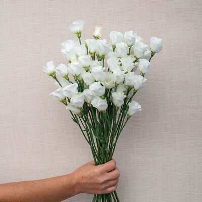 Solo&reg; White Lisianthus