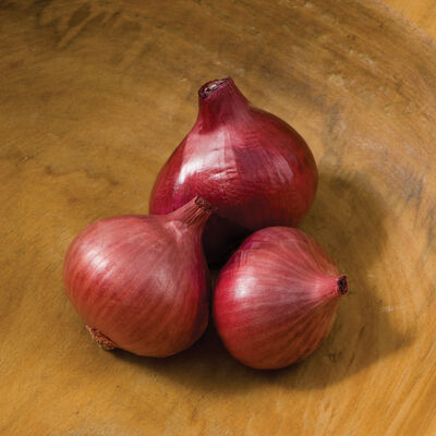 Camelot Shallots