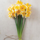 Orangery Orangery Narcissus
