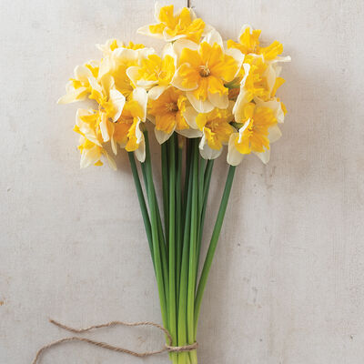Orangery Orangery Narcissus