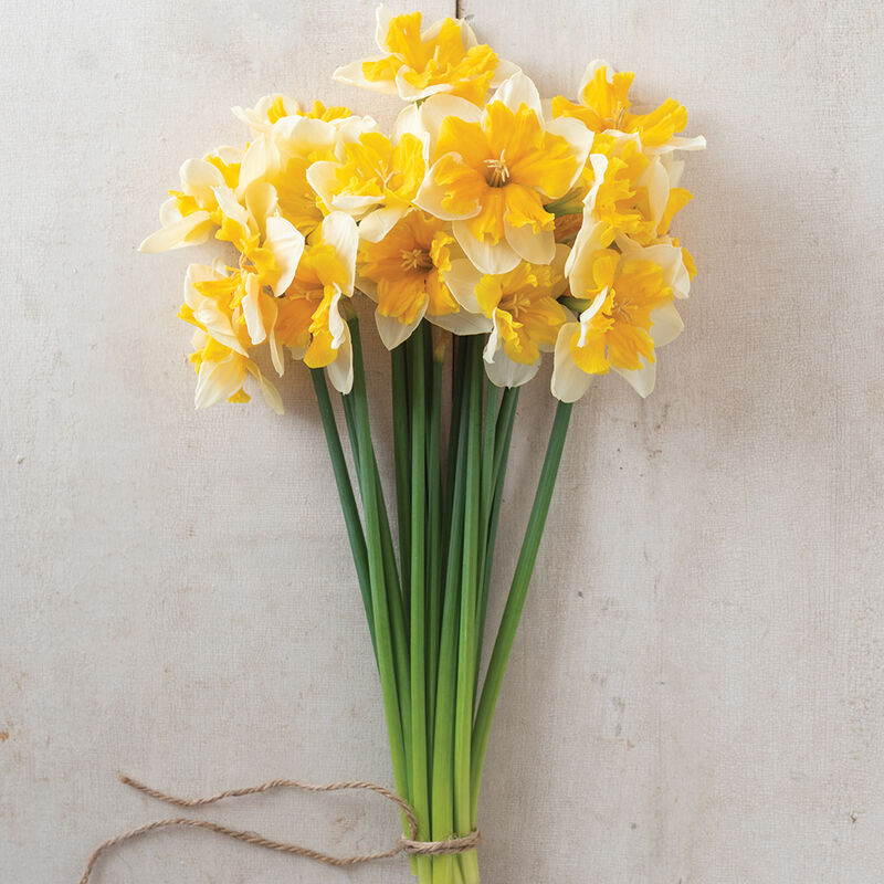 Orangery Orangery Narcissus