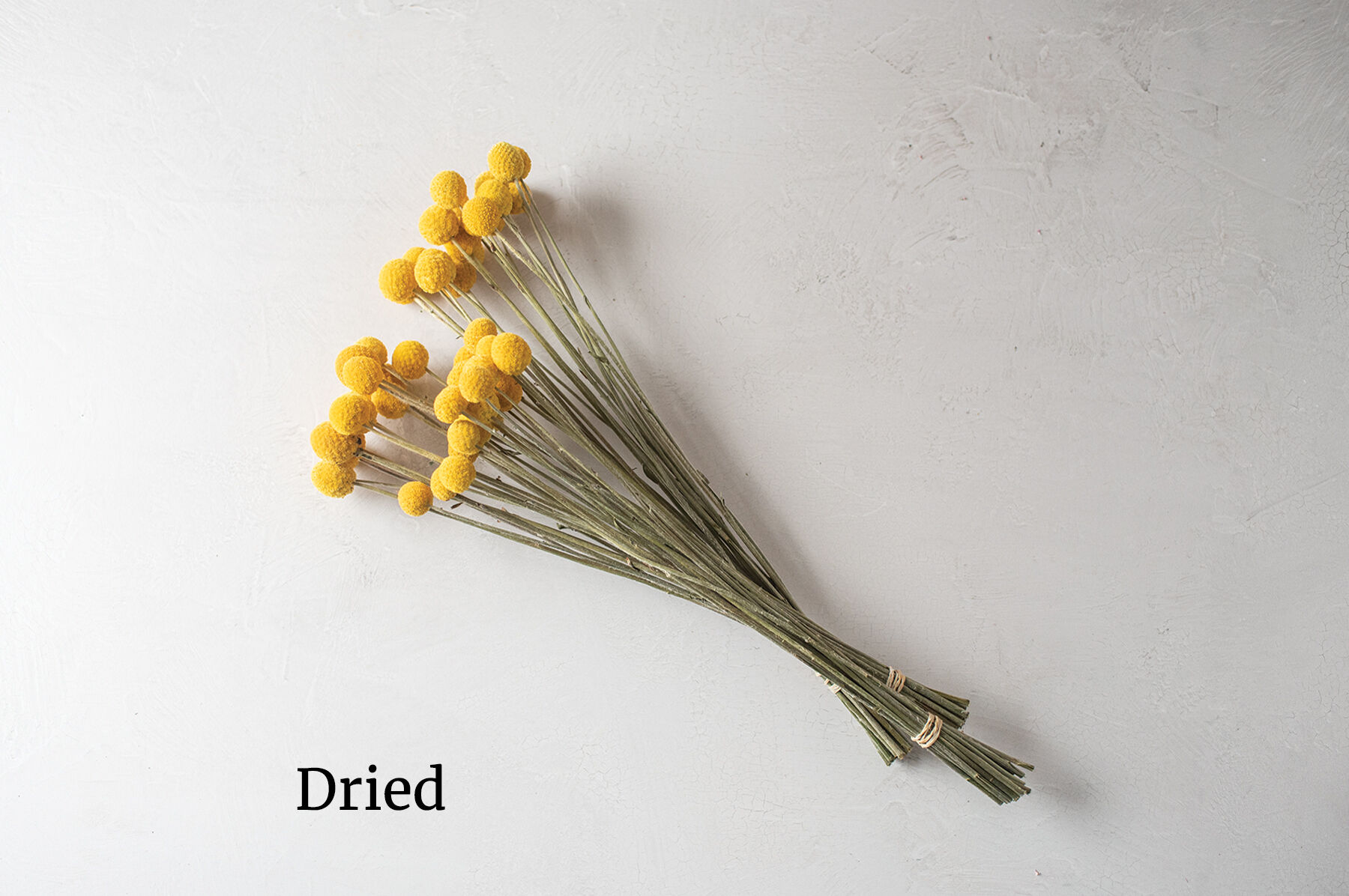 Sun Ball Craspedia (Drumstick Flower)