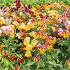 Brush Strokes Viola (Pansy)