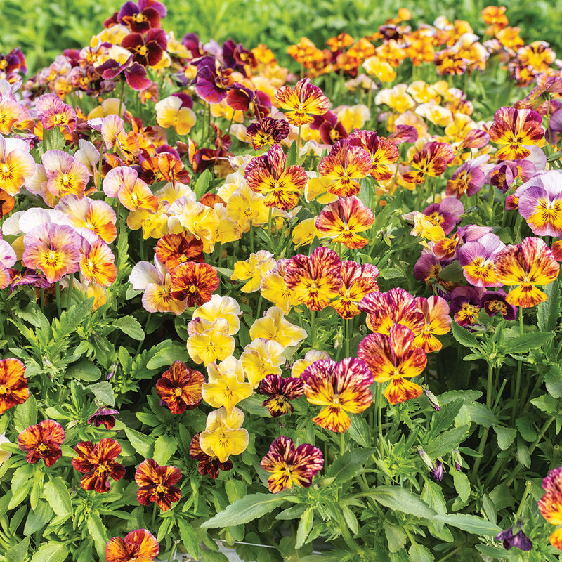 Brush Strokes Viola (Pansy)