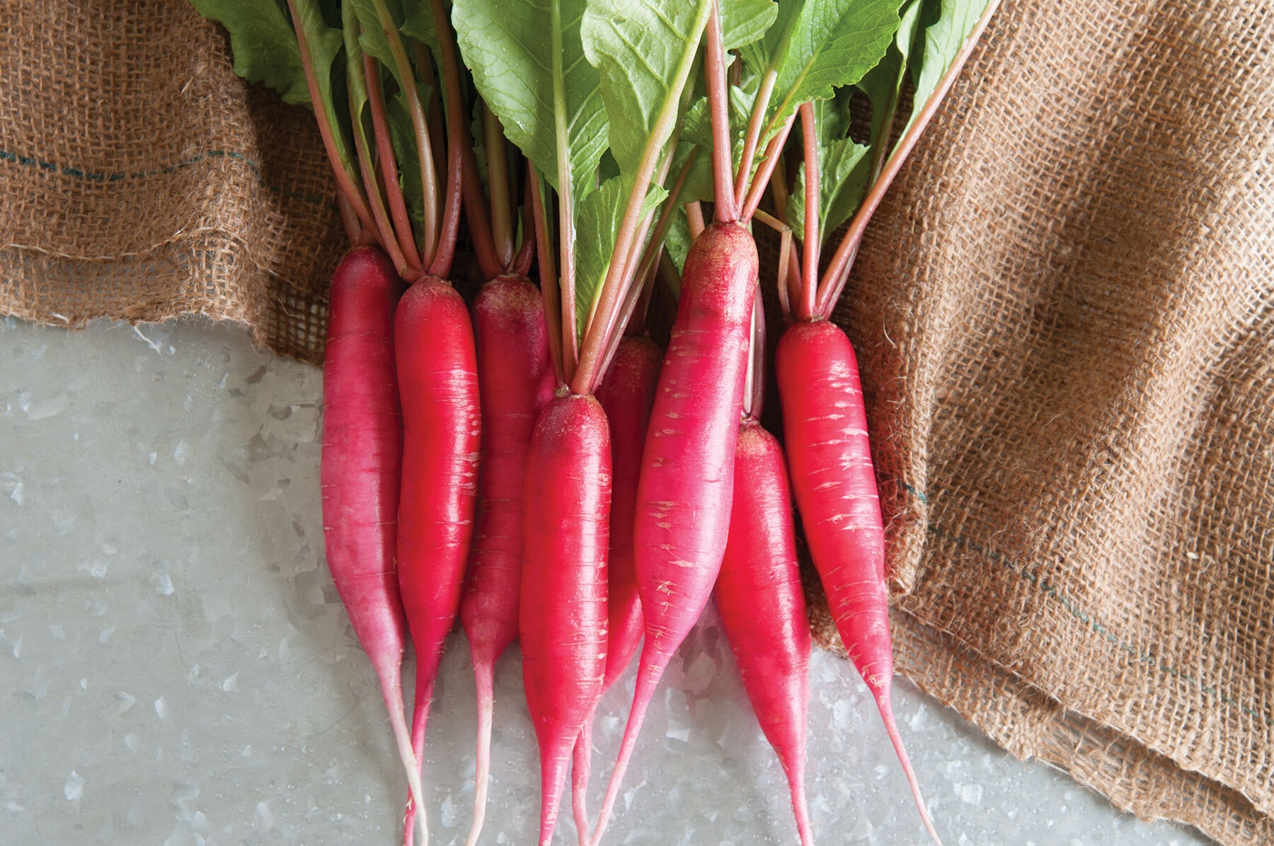 海外ブランドアウトレット通 Shunkyo Semi-Long Seeds Selected Johnny's | Seed Radish - その他