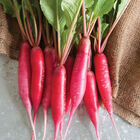Shunkyo Semi-Long Specialty Radishes