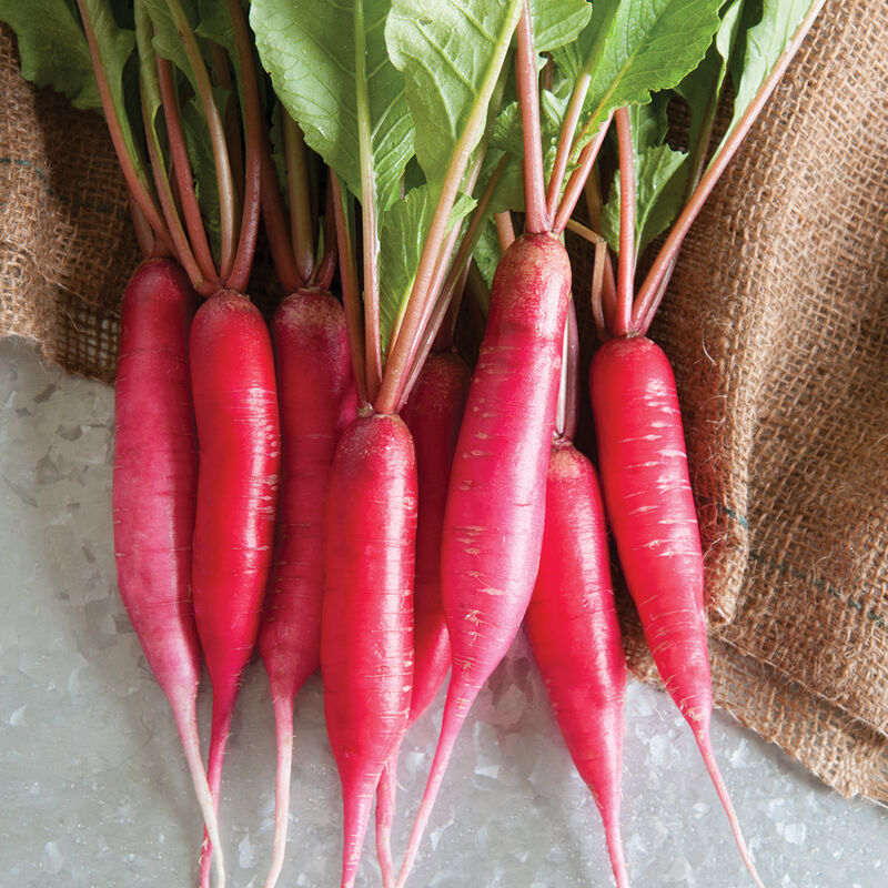 Shunkyo Semi-Long Specialty Radishes