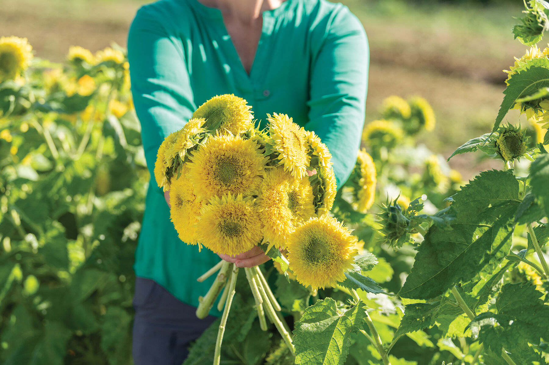 Gummy Bear Dwarf Sunflowers