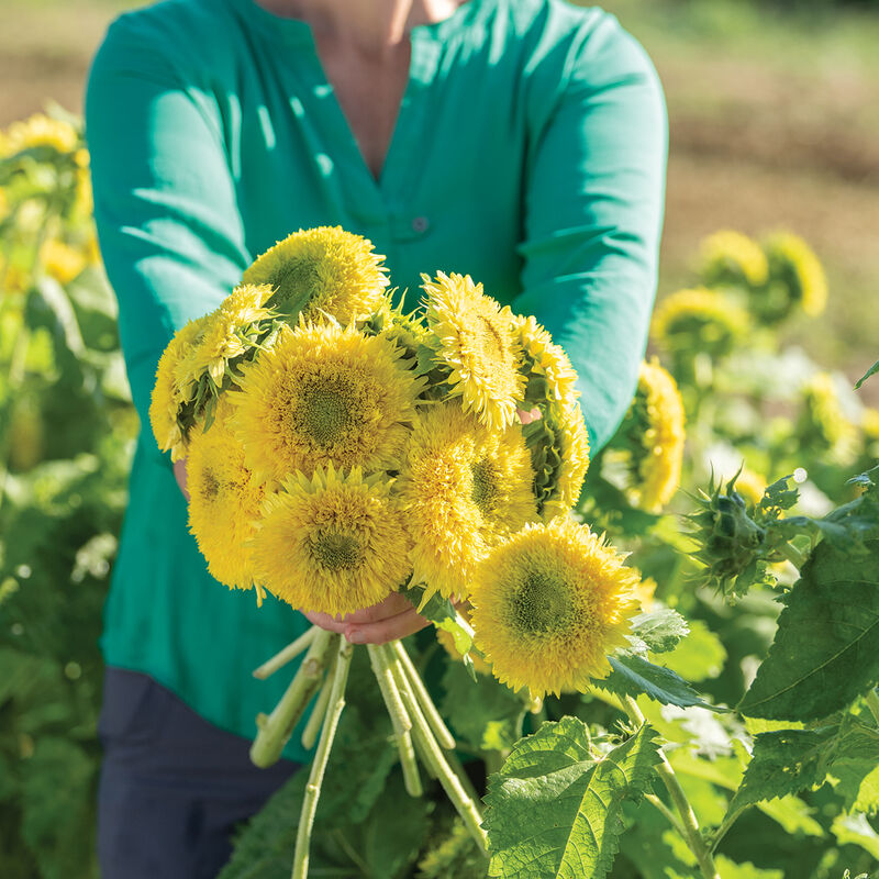 Gummy Bear Dwarf Sunflowers