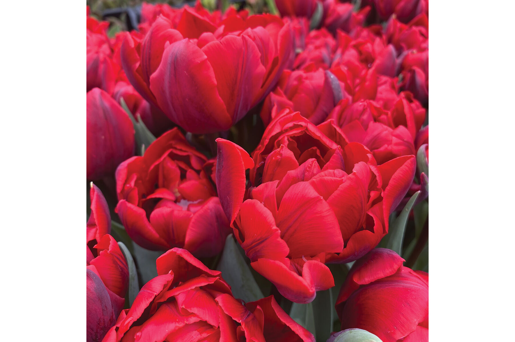 Red Foxtrot® Double Tulip | Johnny's Selected Seeds