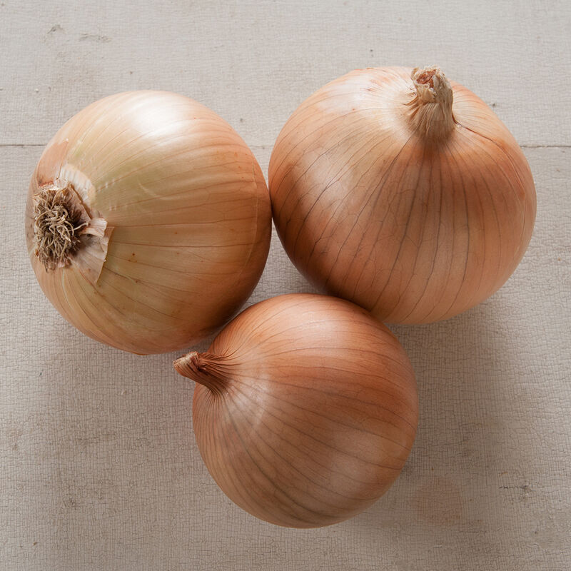 Scout Full-Size Onions