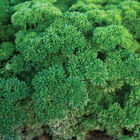 Wega Leaf Parsley