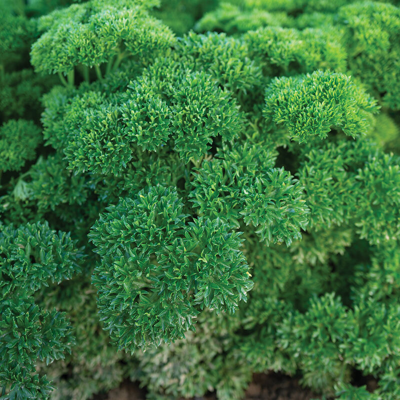 Wega Leaf Parsley