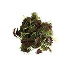 KX-1 Kale