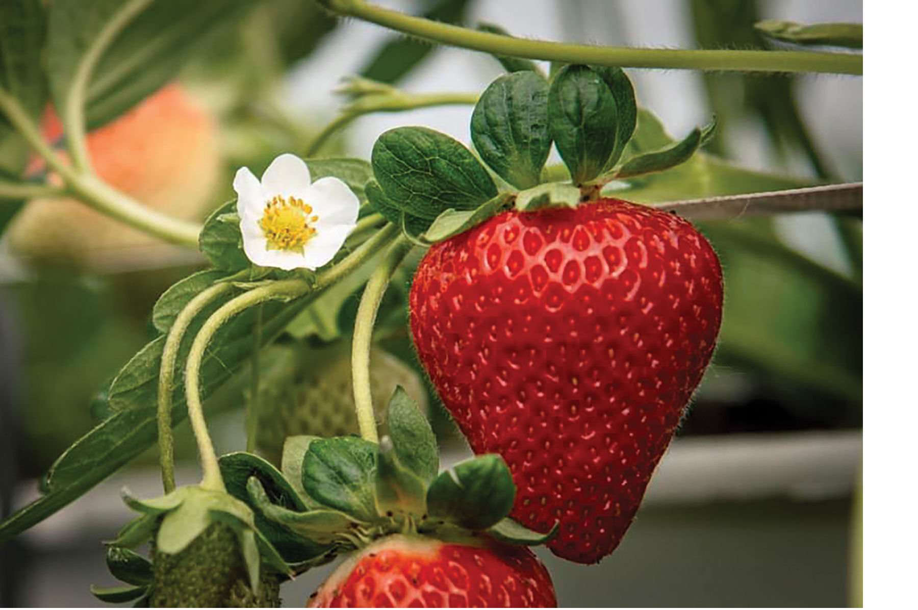 New Fruit Seed Offerings for 2026 | Johnny's Selected Seeds
