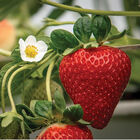 San Andreas Strawberry Bare-Root Plants