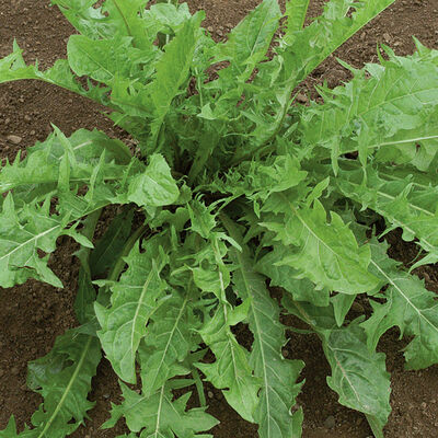 Dandelion Herbs for Salad Mix