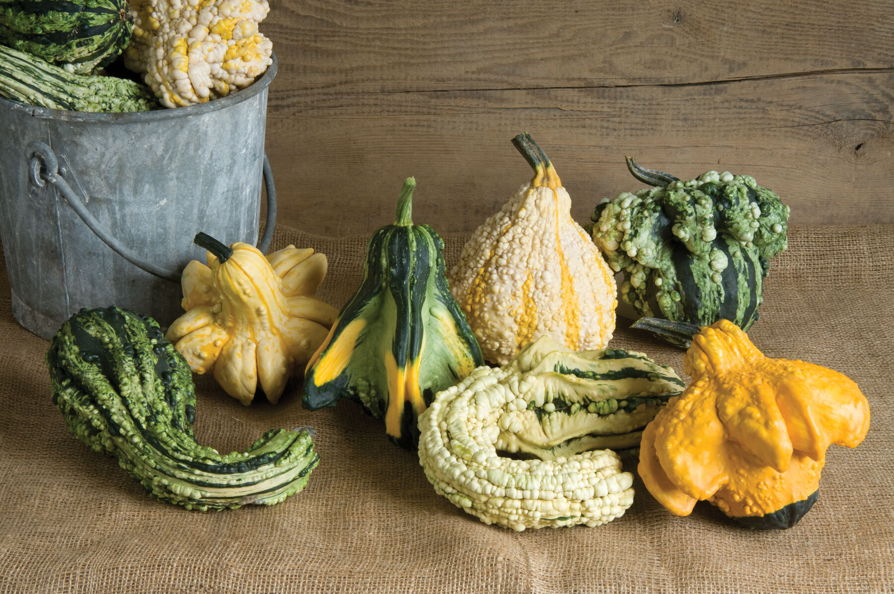 Gremlins - Gourd Seed | Johnny's Selected Seeds
