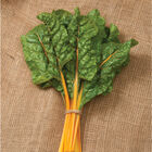 Oriole Oriole Swiss Chard
