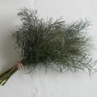 Bronze Bronze Herbs for Salad Mix