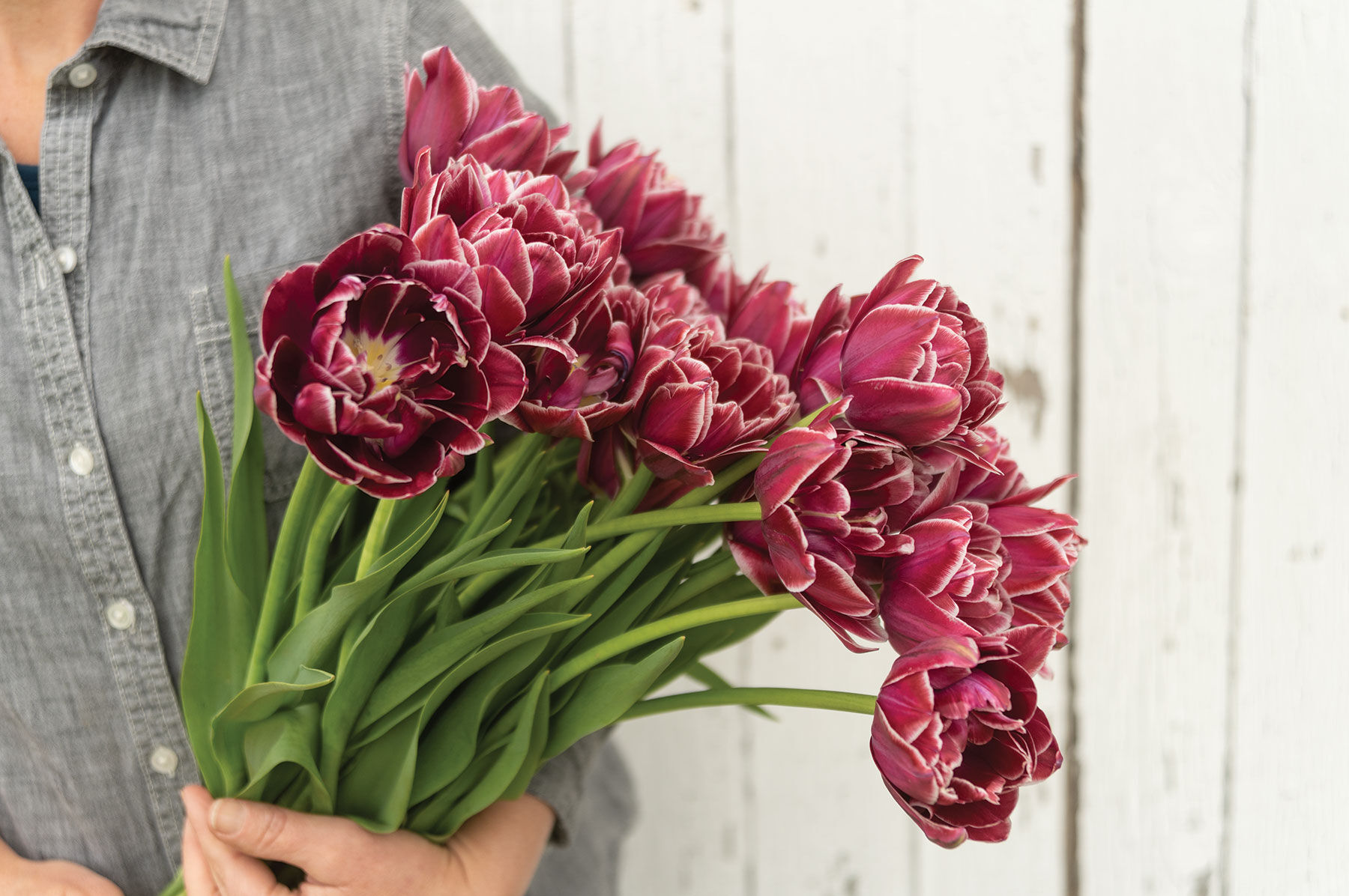 Johnny's Selected Seeds Dream Touch Tulip Bulb