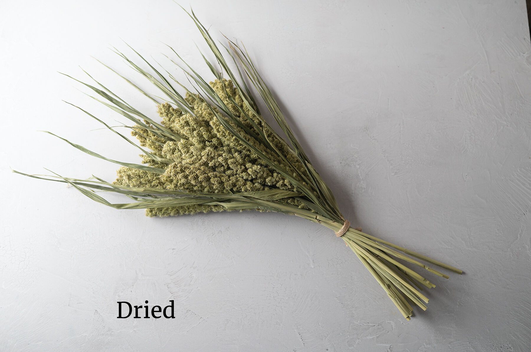 ☆millet☆ Lime Light Spray Millet - Ornamental Grass | Johnny's