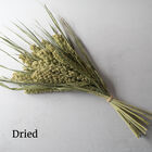 Lime Light Spray Millet Grasses, Ornamental