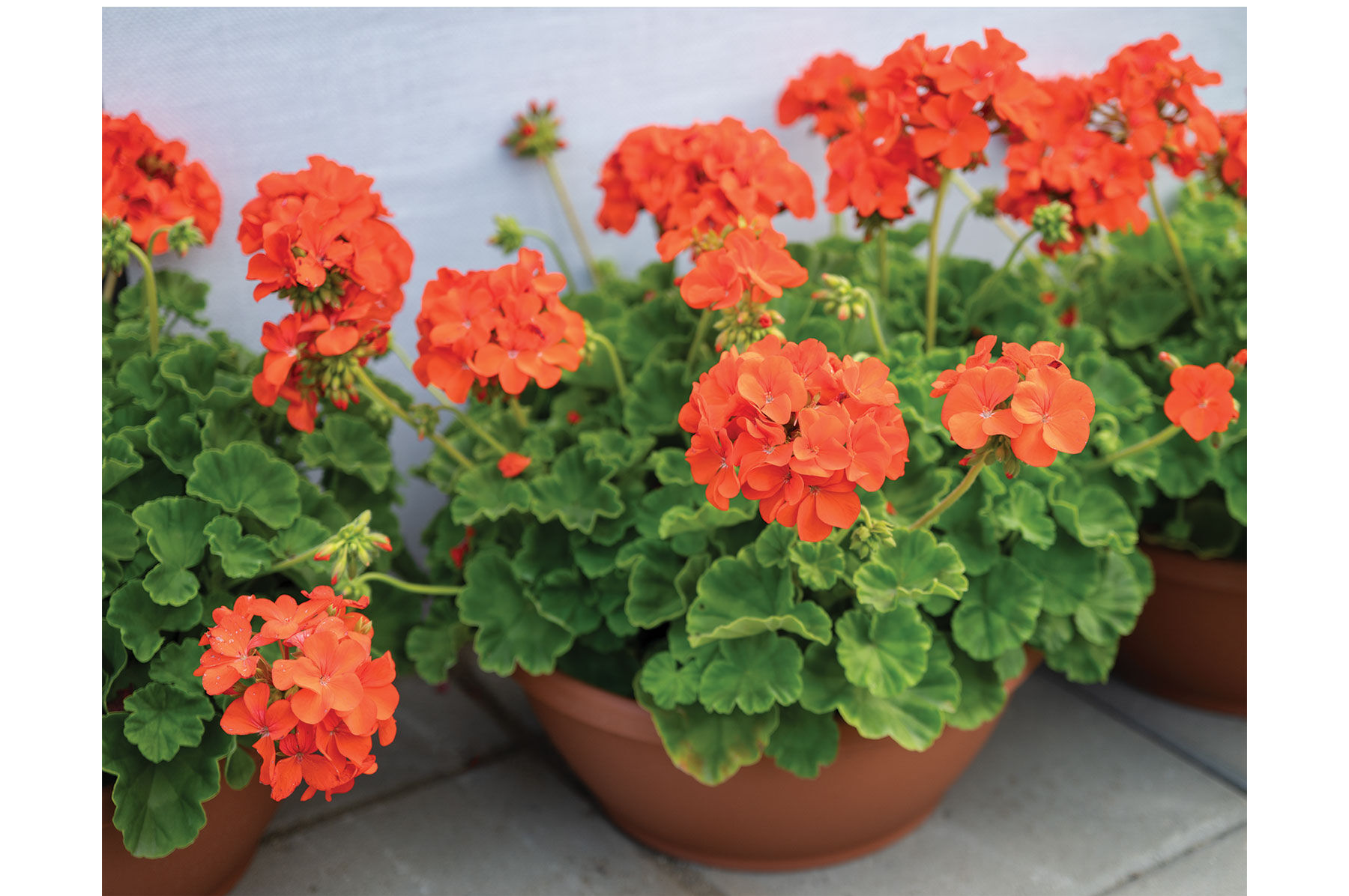 Maverick&trade; Orange Geranium (Pelargonium)