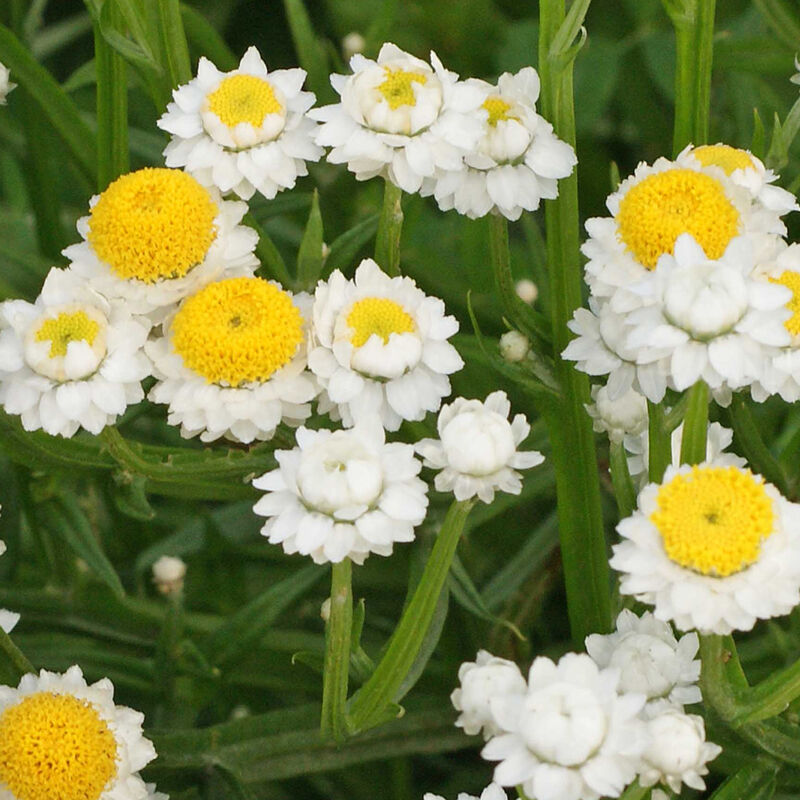 Winged Everlasting Ammobium