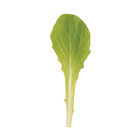 Jericho Romaine Lettuce (Cos)