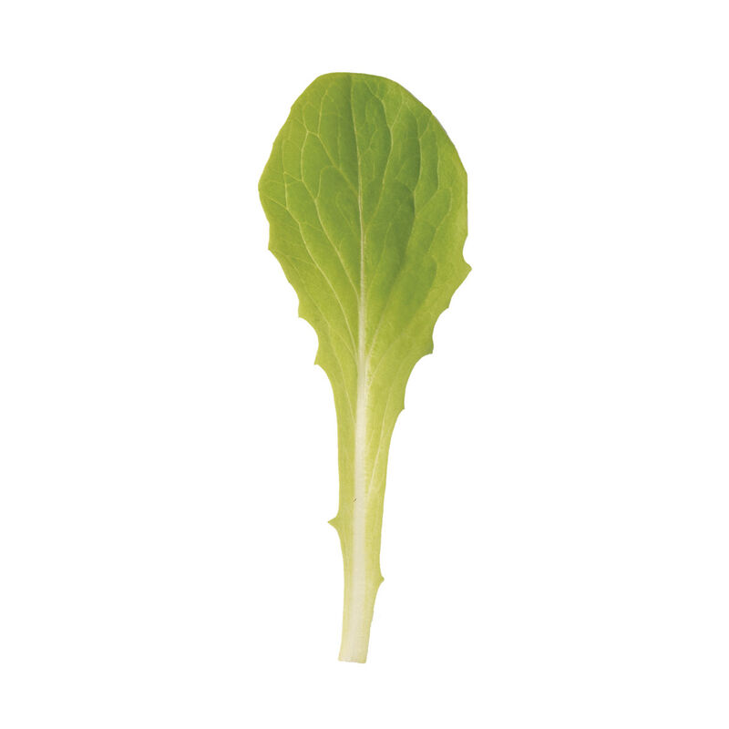 Jericho Romaine Lettuce (Cos)