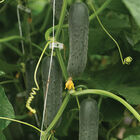 Corinto Slicing Cucumbers