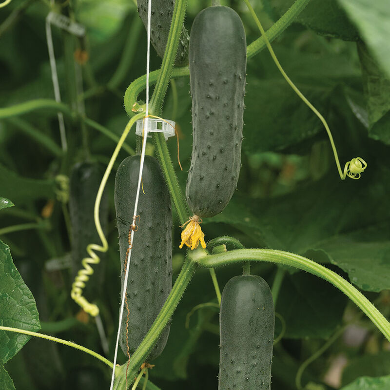 Corinto Slicing Cucumbers