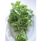Santo Monogerm Cilantro (Coriander)