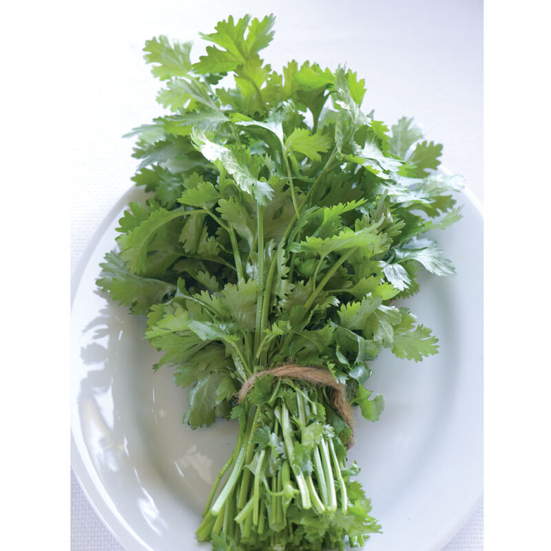 Santo Monogerm Cilantro (Coriander)
