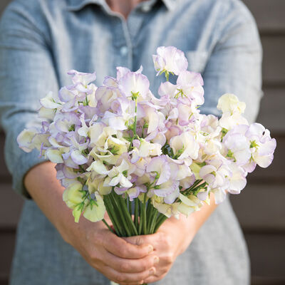 High Scent Sweet Peas