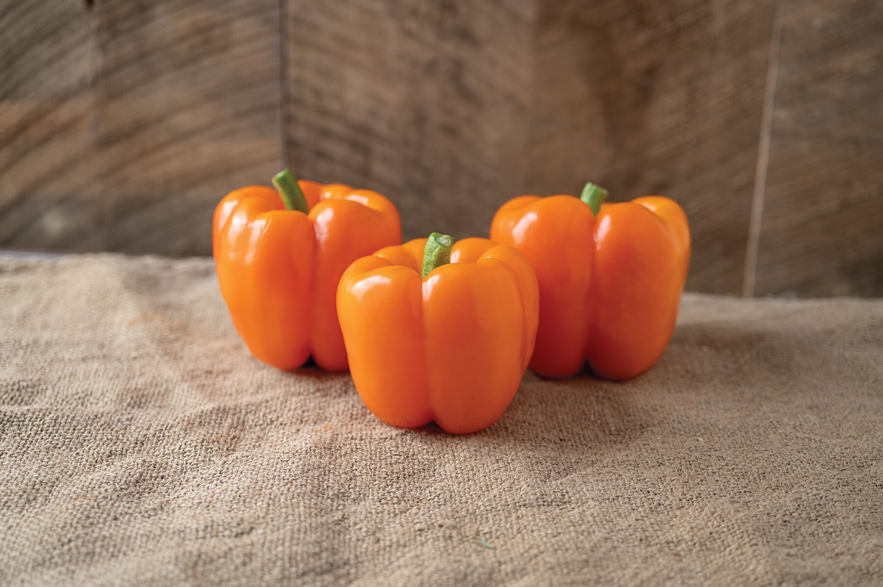 SVPB8500 - (F1) Bell Pepper Seed | Johnny's Selected Seeds