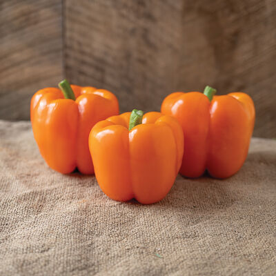 SVPB8500 Sweet Bell Peppers