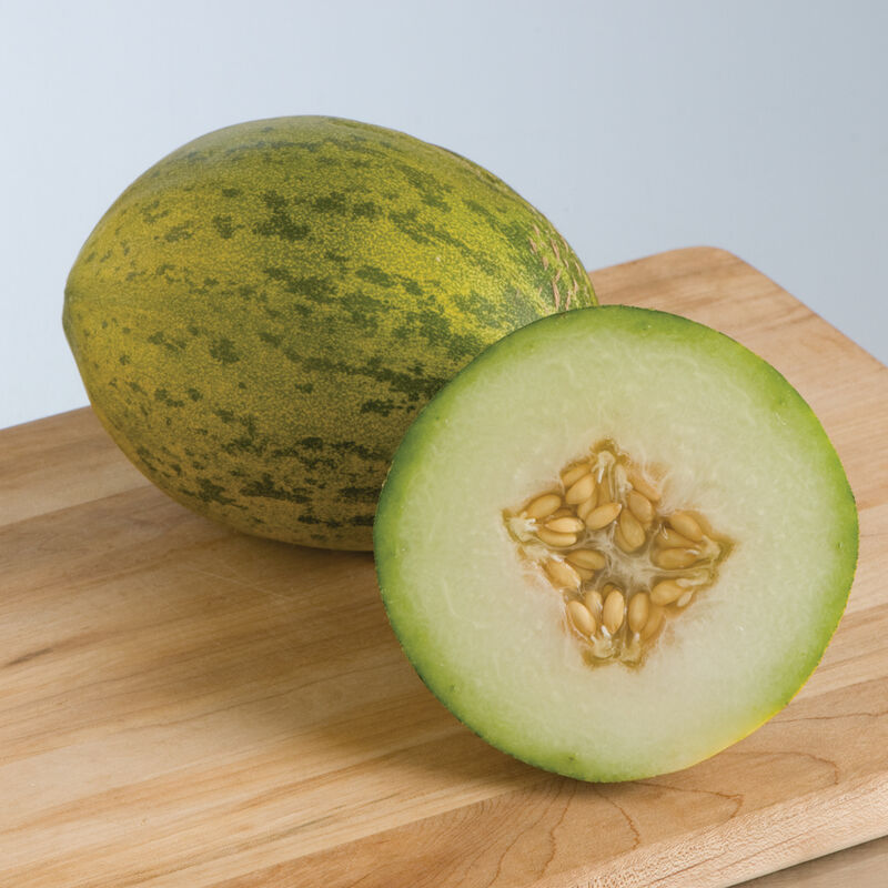 Lambkin Piel de Sapo Melons