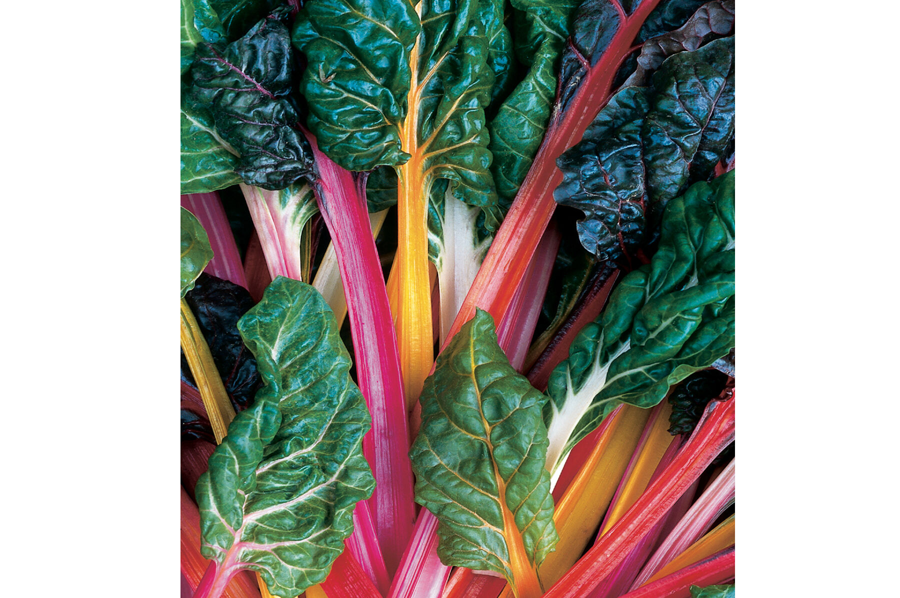 Bright Lights Swiss Chard