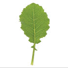 Amara Mustard Greens