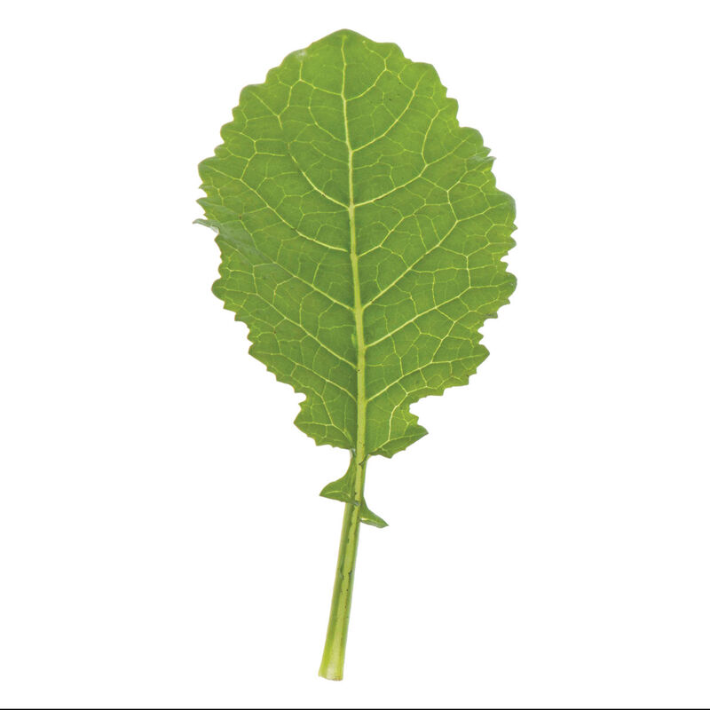 Amara Mustard Greens