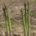 Mary Washington Asparagus