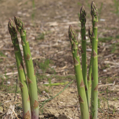 Mary Washington Asparagus
