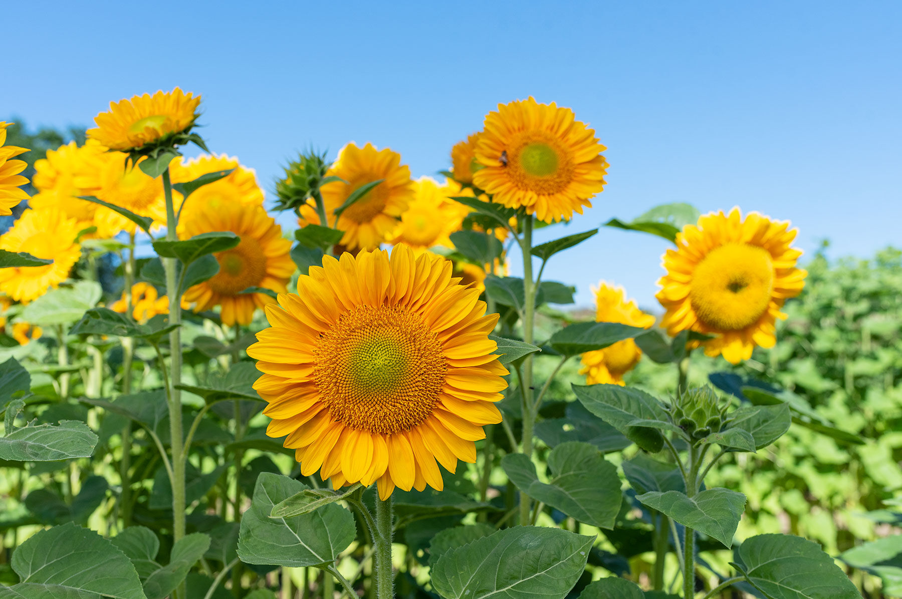 ProCut® Gold Lite DMR - (F1) Sunflower Seed | Johnny's ProCut® Gold Lite DMR - (F1) Sunflower Seed | Johnny's