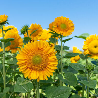 ProCut® Gold Lite DMR Tall Sunflowers