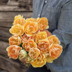Charming Beauty Tulips