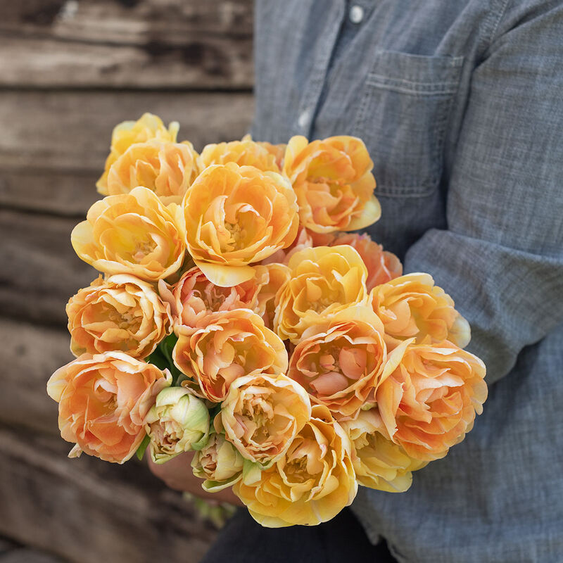 Charming Beauty Tulips