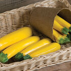 Goldy Summer Squash