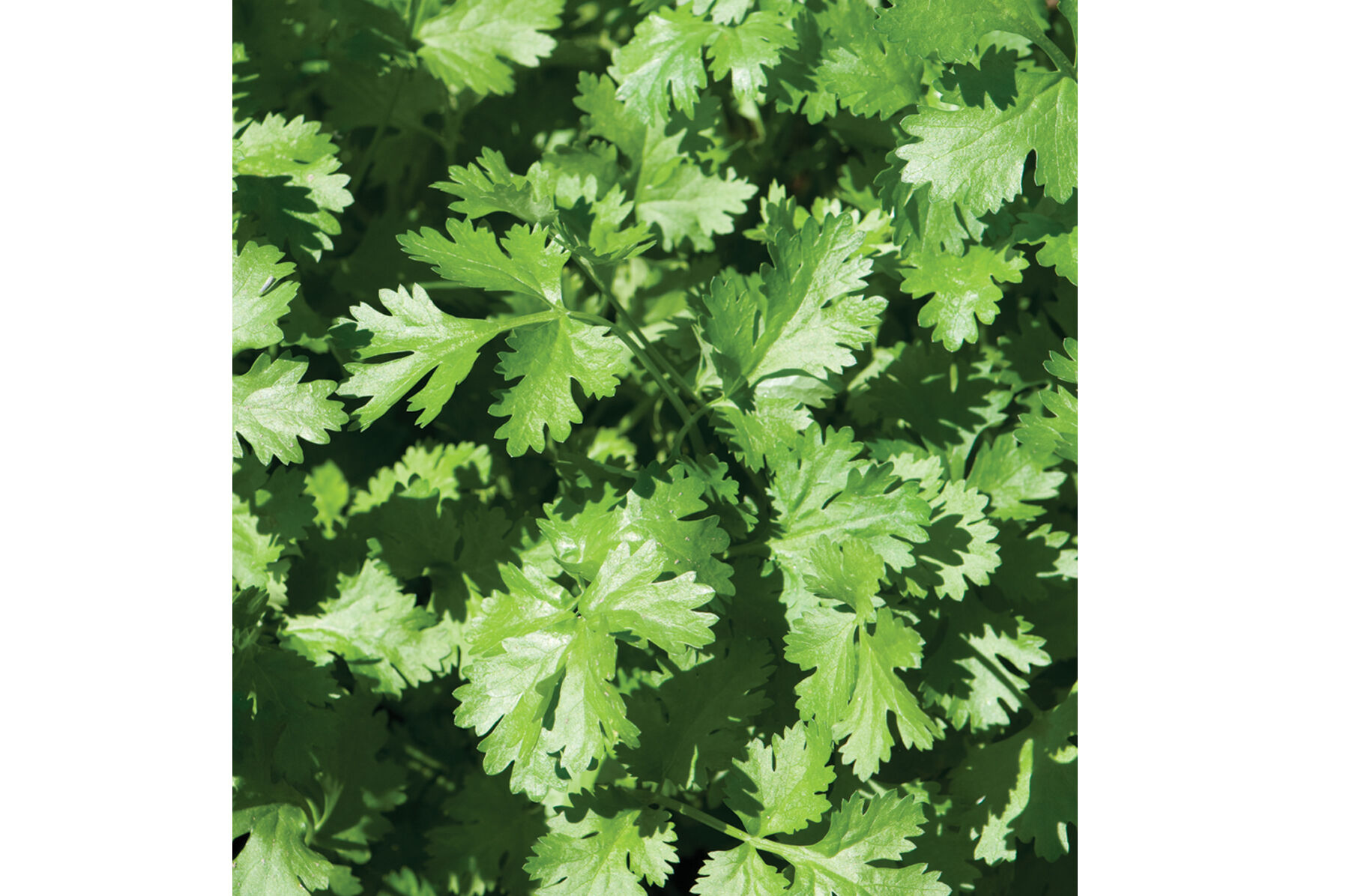 Calypso Cilantro (Coriander)